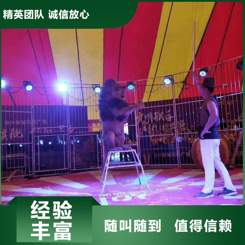 活体企鹅出租暖场气氛