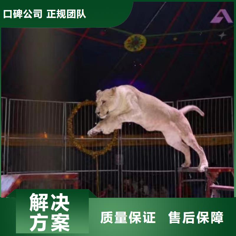 活体企鹅出租暖场气氛