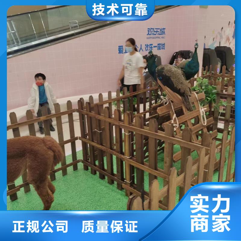 出租羊驼节日活动