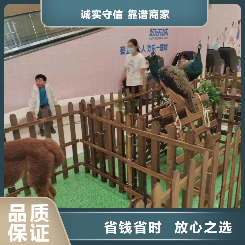 哪里有出租动物的活动方案