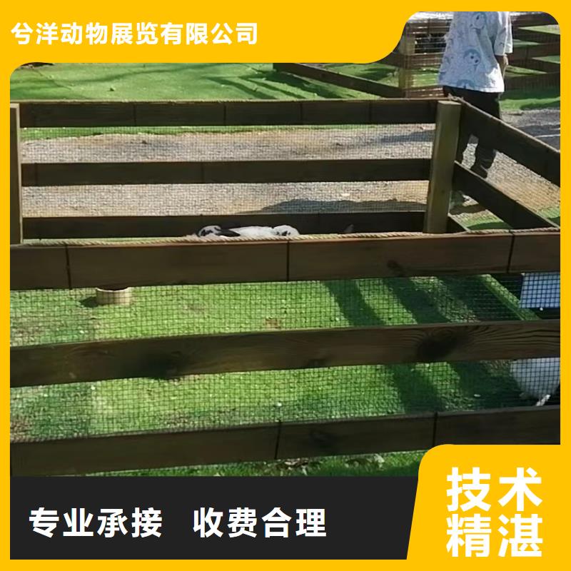 哪有租赁羊驼的免费策划