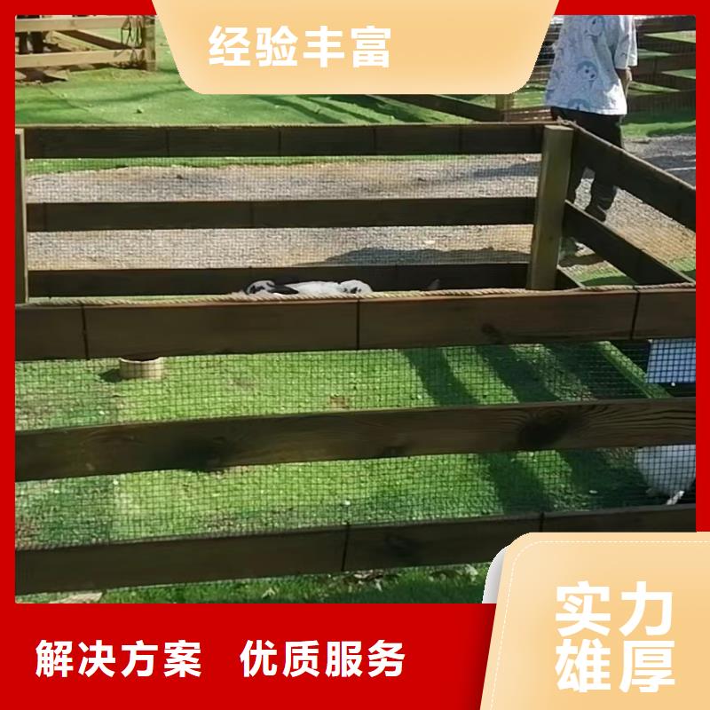 哪里有羊驼租赁的图片案例