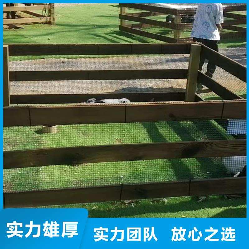 【马戏团/羊驼】,海洋展租赁效果满意为止