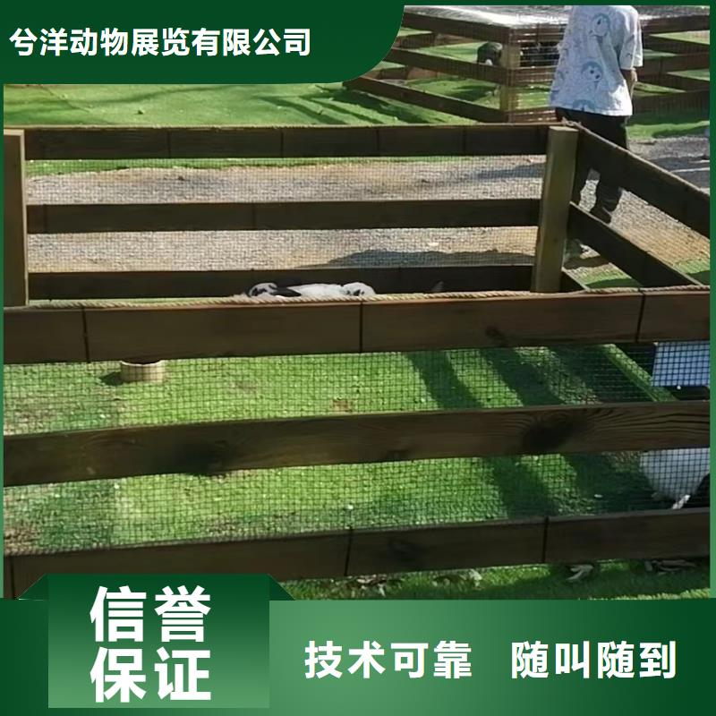 马戏团/羊驼马戏团表演有实力