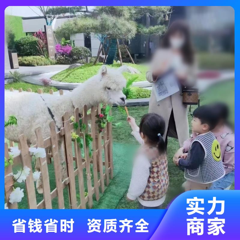 哪里有出租羊驼的正规厂家