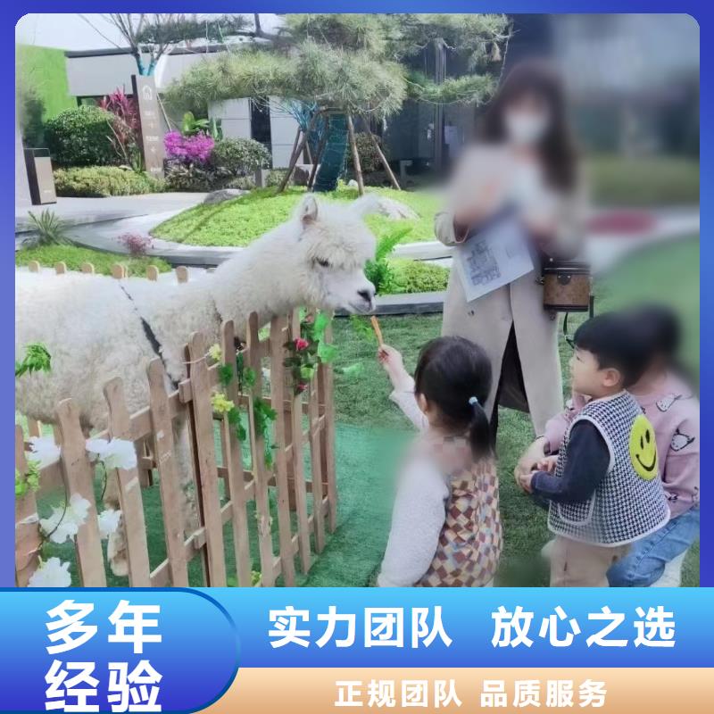 羊驼出租联系电话