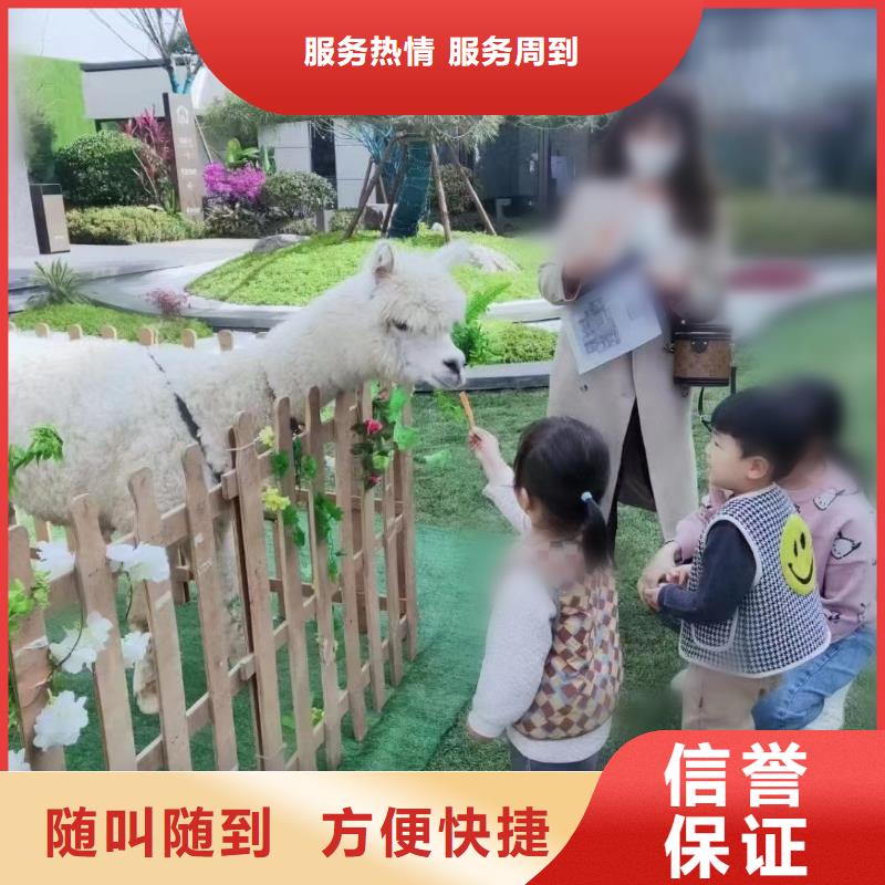 哪里有出租马戏团表演的附近