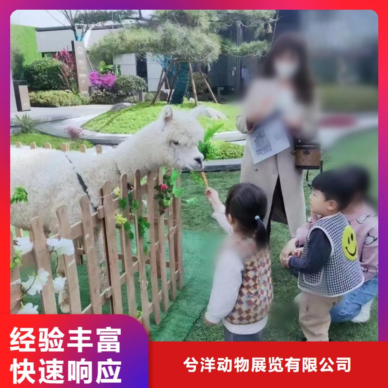 马戏团/羊驼企鹅出租表演解决方案