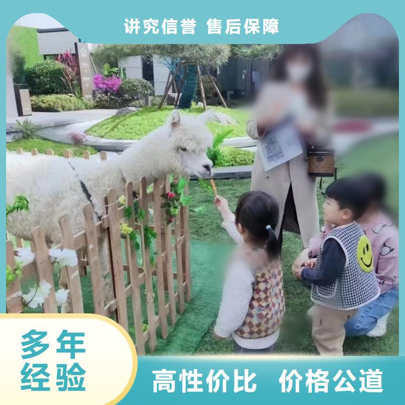 羊驼出租可定制厂家