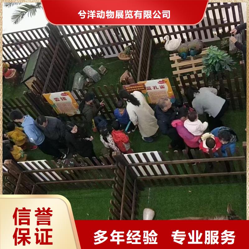 专业销售萌宠展出租-省心