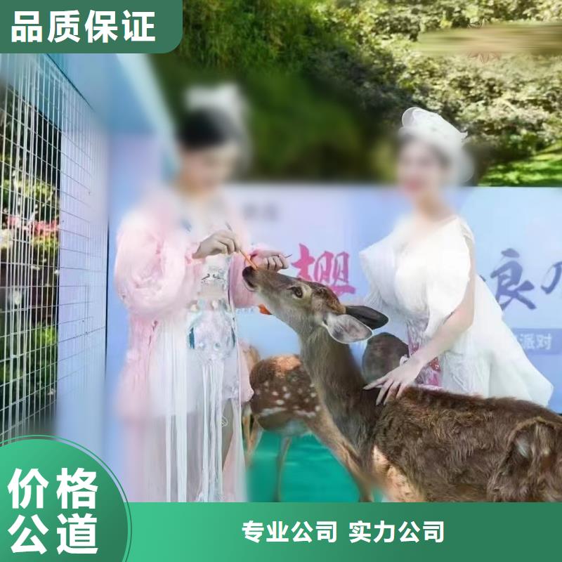 萌宠展出租联系我们