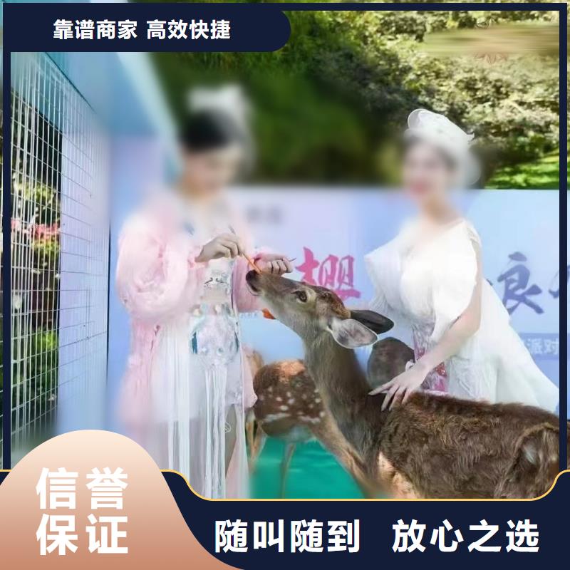 马戏团演出租赁
