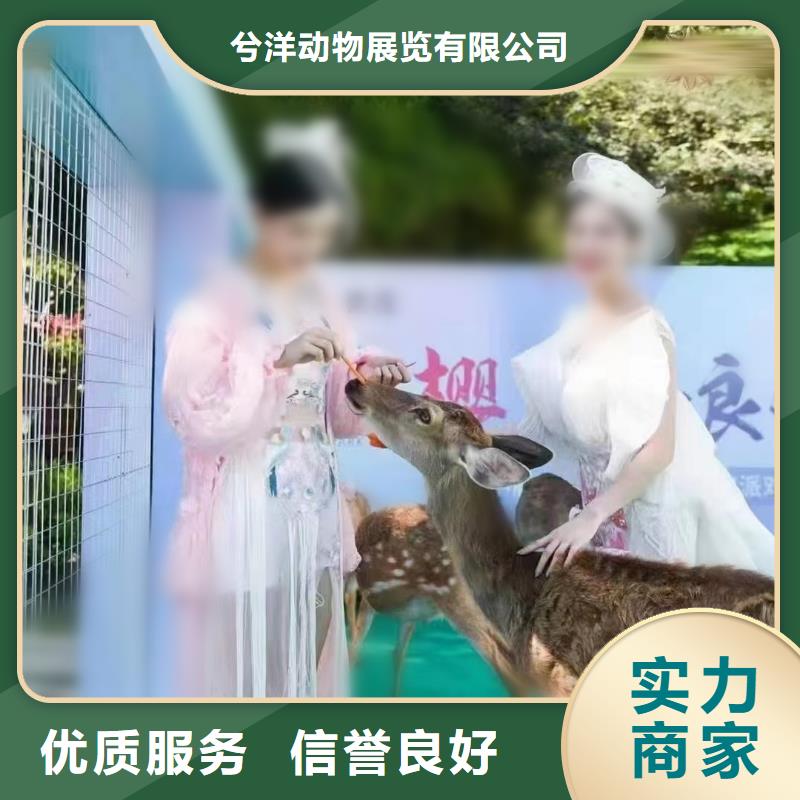 哪有出租马戏团表演的活动案例