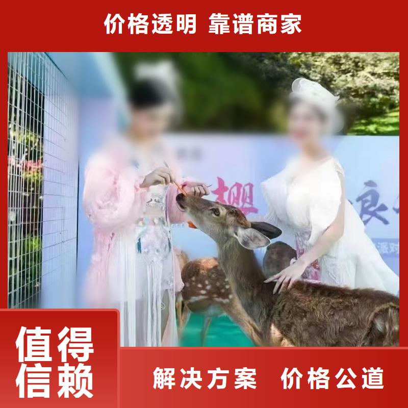 附近羊驼出租公司联系方式