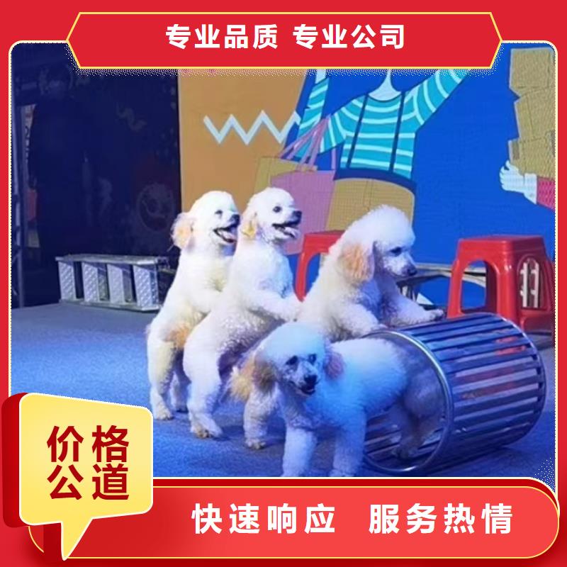 动物表演租赁一手资源