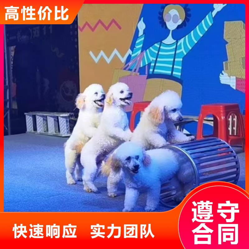 出租马戏团表演公司联系方式