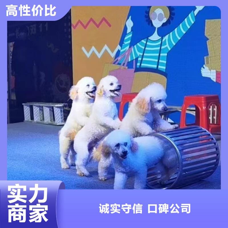 出租羊驼节日活动