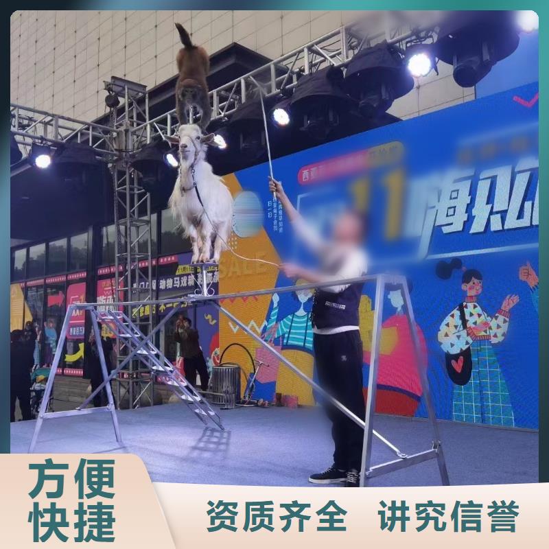 附近羊驼出租公司活动方案