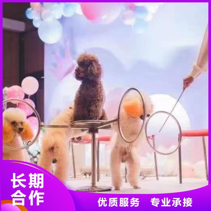 动物表演租赁品种多
