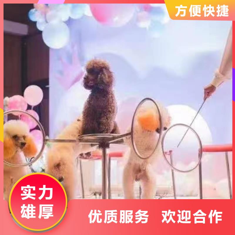 马戏团/羊驼-海狮表演出租快捷
