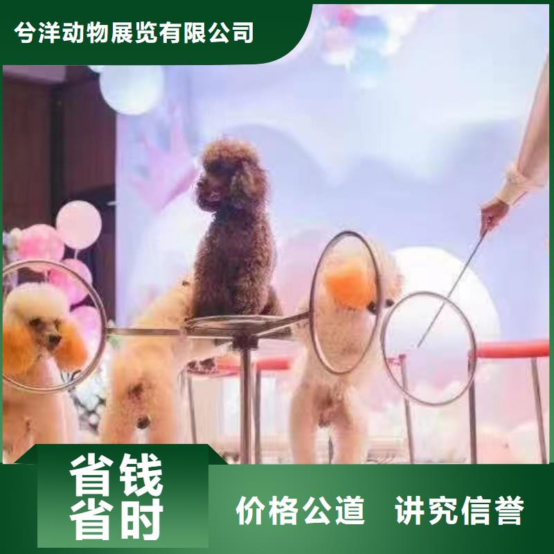 马戏团羊驼出租一手资源