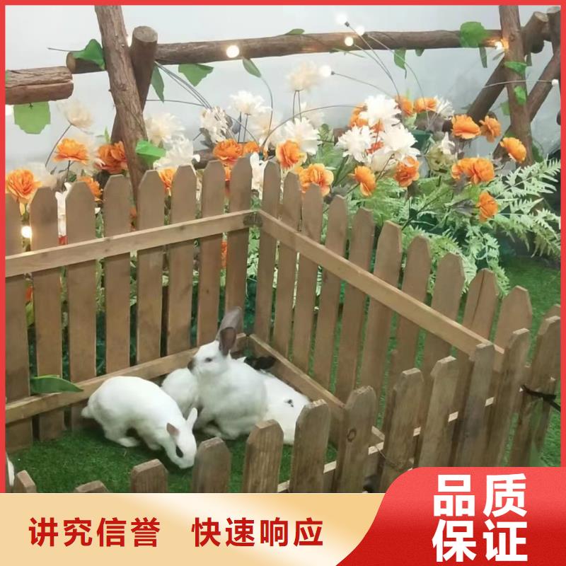 哪里有羊驼租赁的图片案例