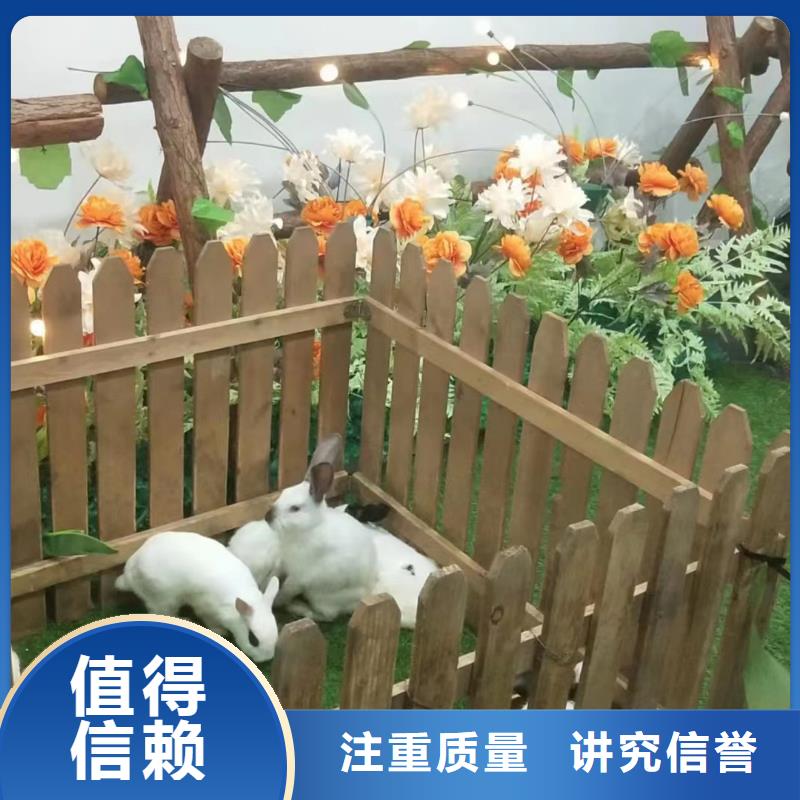 动物表演租赁活动案例