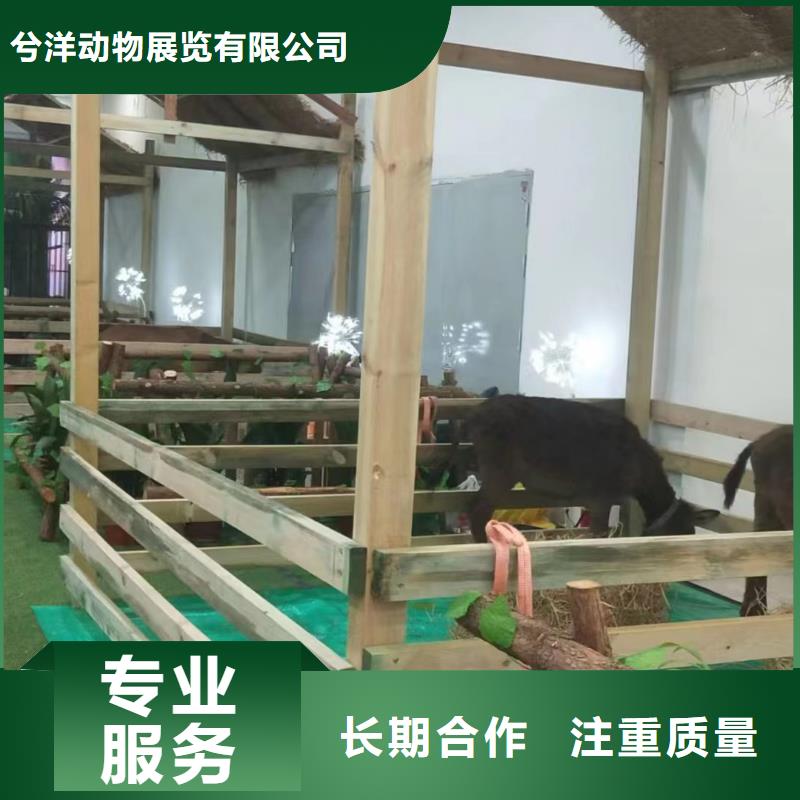 哪里有出租羊驼的正规厂家
