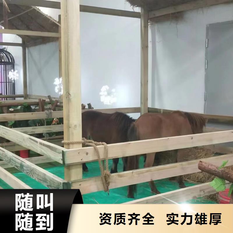 【马戏团/羊驼】,海洋展租赁效果满意为止