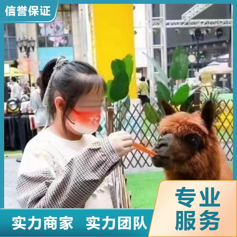 租赁马戏团表演联系电话