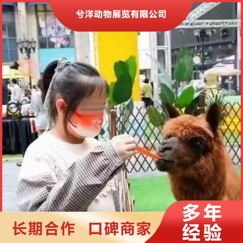 环球飞车表演租赁活动庆典
