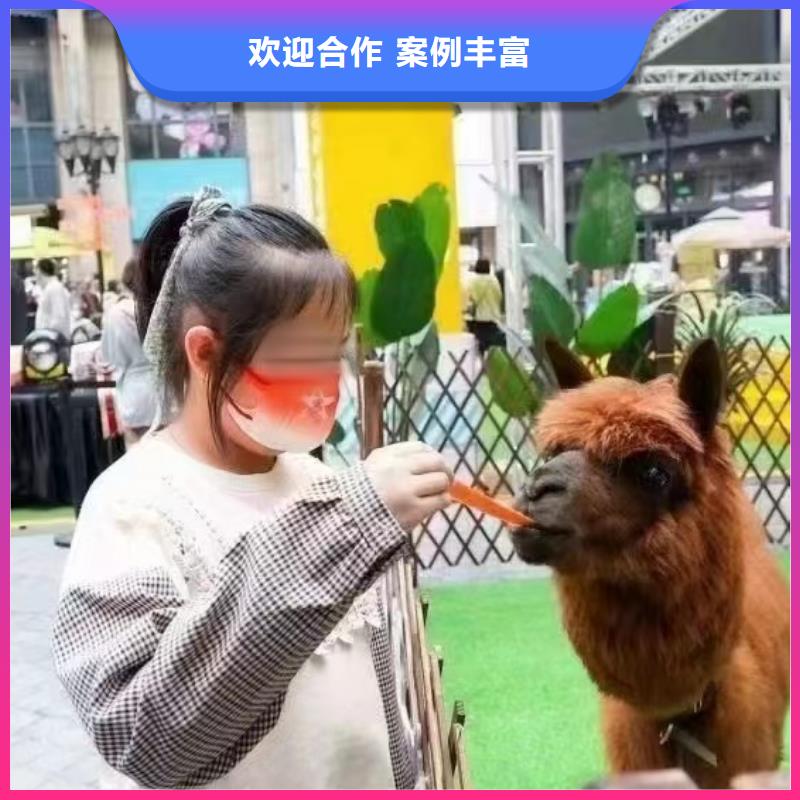 租赁马戏团表演主题展览