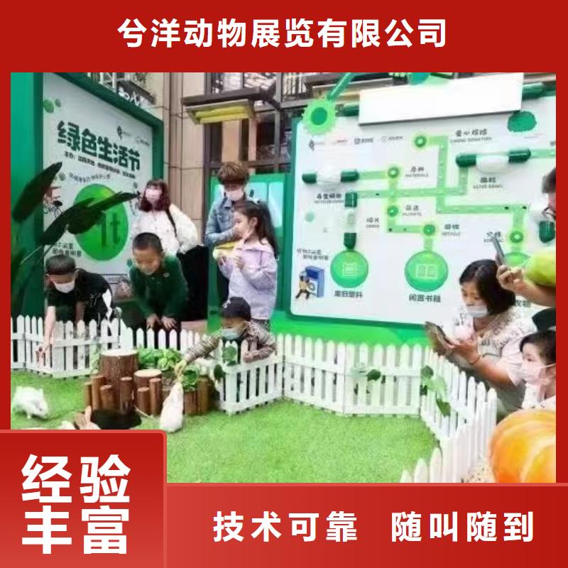 哪有出租羊驼的点击图片
