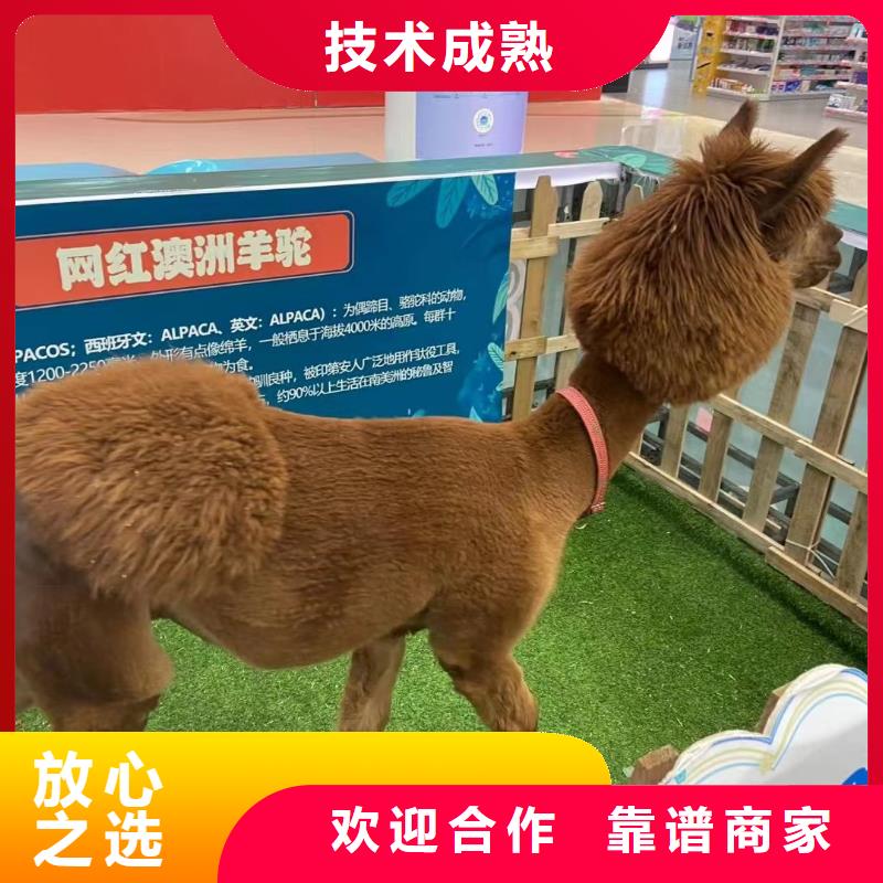 小马戏表演租赁一手资源