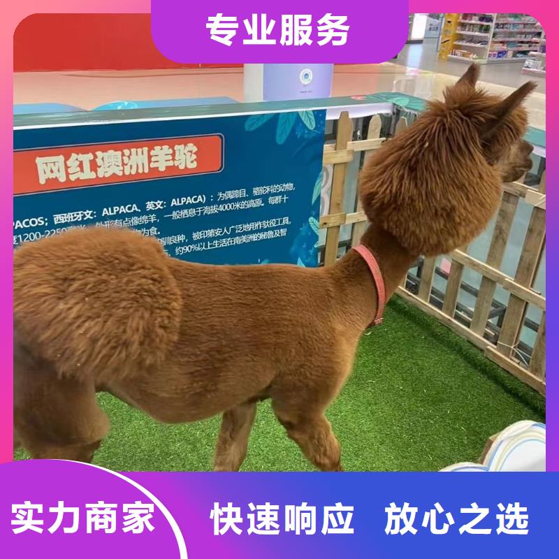 动物表演出租
