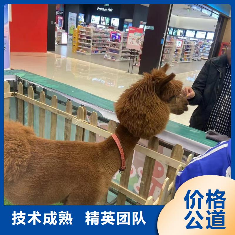 租赁马戏团表演活动案例