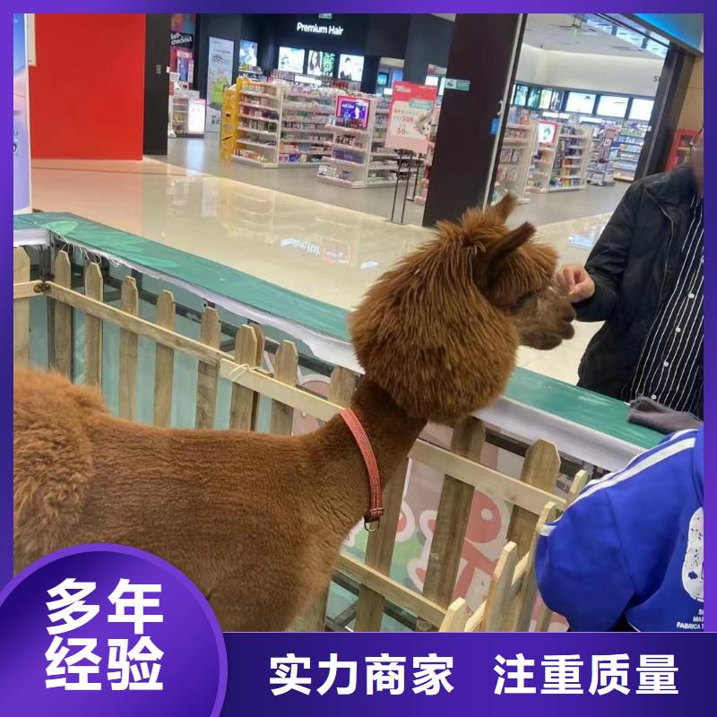 百鸟展出租厂家