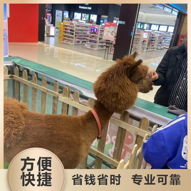 羊驼出租