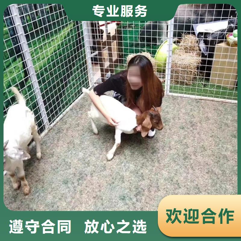 萌宠展出租活跃气氛