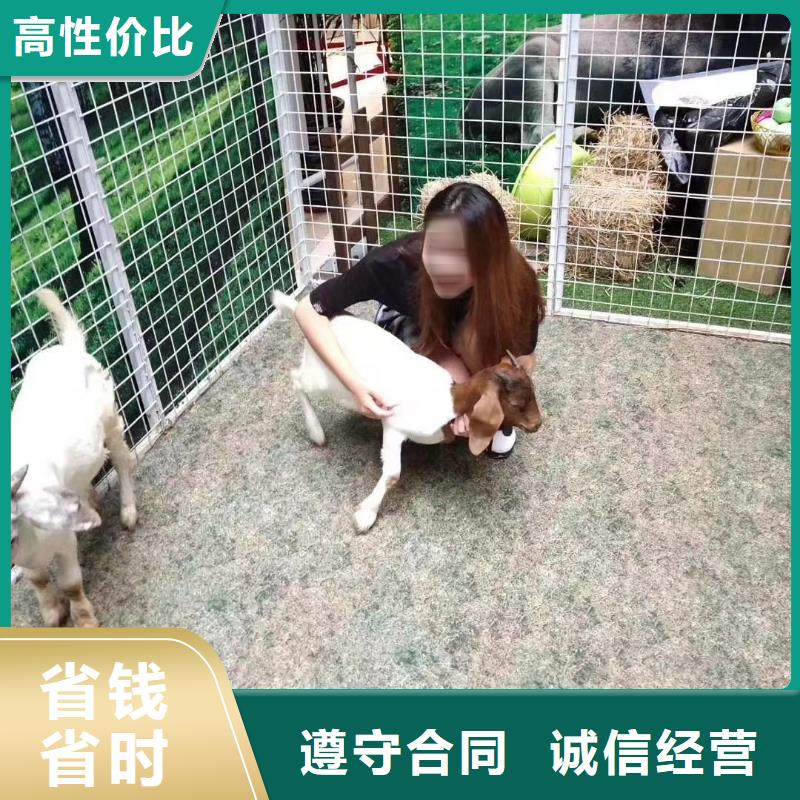 萌宠展出租附近