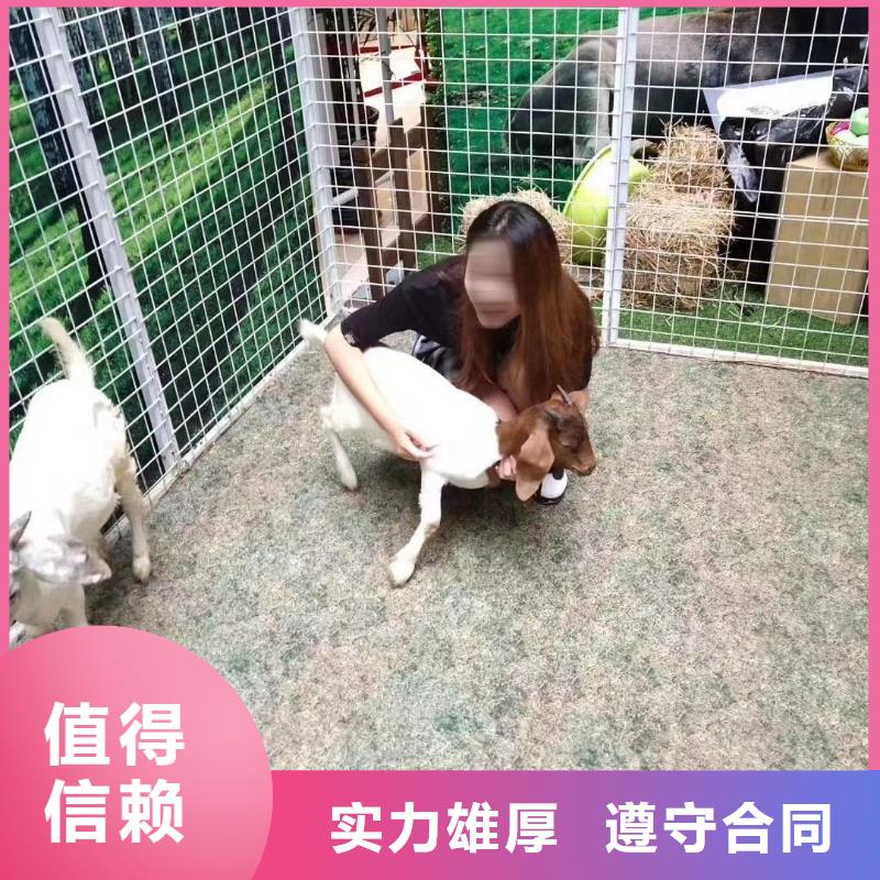 羊驼租赁公司