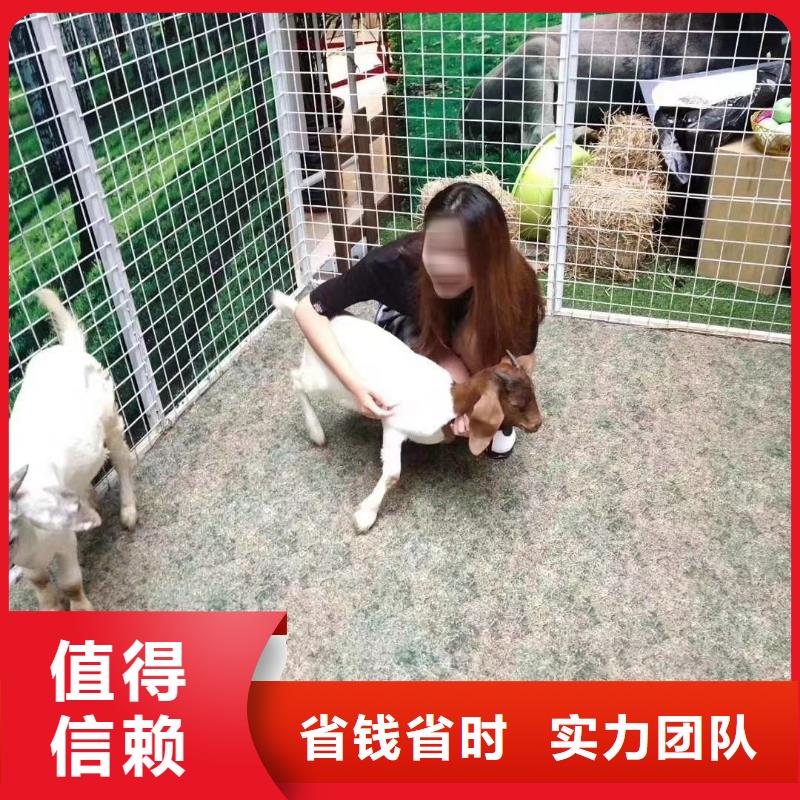 马戏团/羊驼 鹦鹉表演出租信誉良好