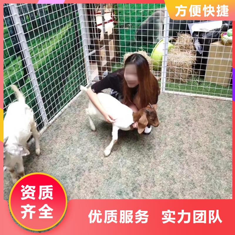 马戏团/羊驼动物表演租赁口碑商家