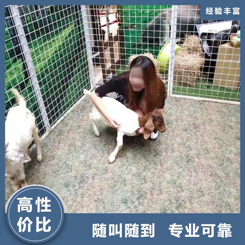 动物出租联系方式