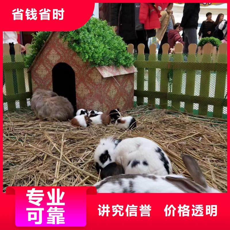 哪里有出租动物的活动方案