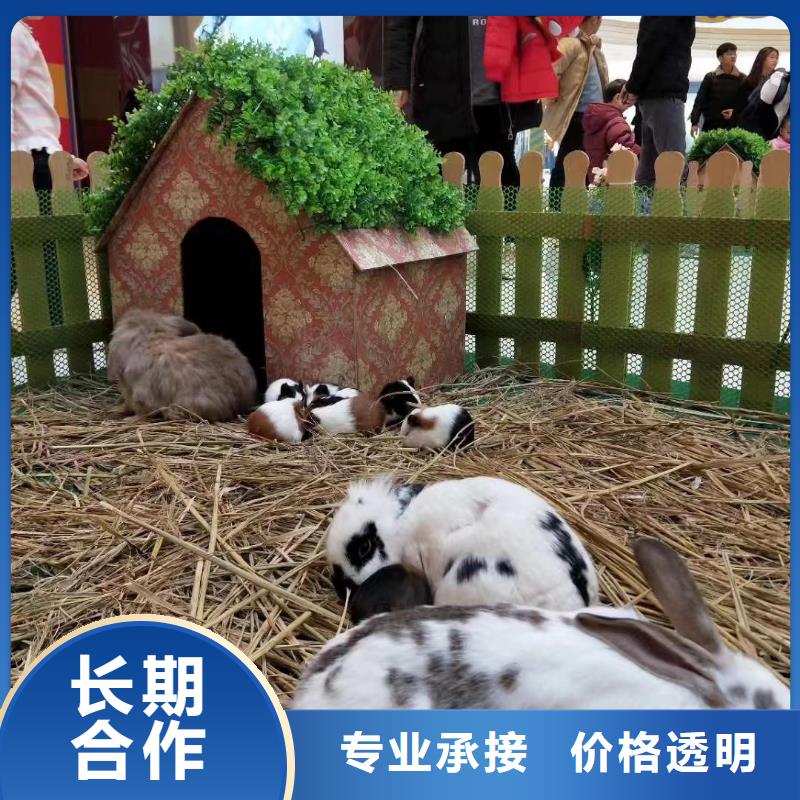 环球飞车表演租赁活动庆典