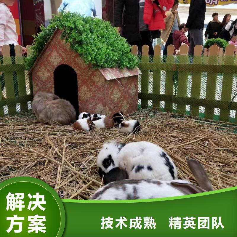 哪有出租羊驼的主题展览