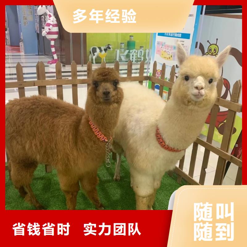 动物表演租赁品种多
