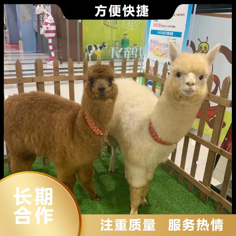 哪里有出租马戏团表演的附近