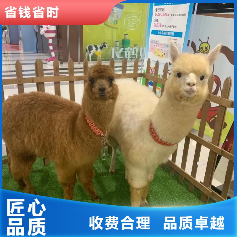 羊驼出租活动图片